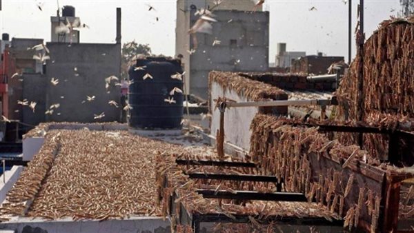 الجراد يضرب الهند بقوة.. أسوأ 