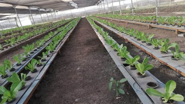 مصر الخير ترعي مشروعات بحثية في مجالات الزراعة والغذاء