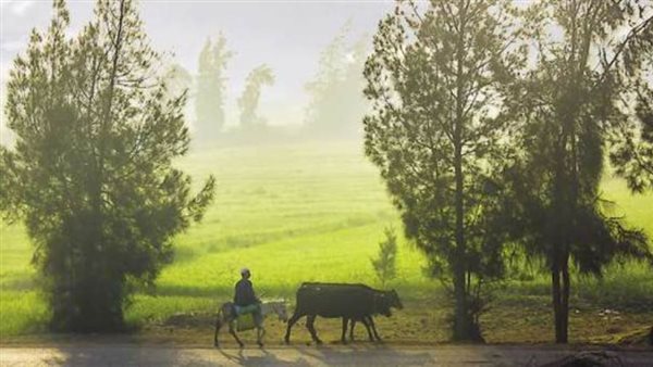 توريد 200 طلمبة لرفع كفاءة الآبار الارتوازية لتطوير قرى الريف المصرى