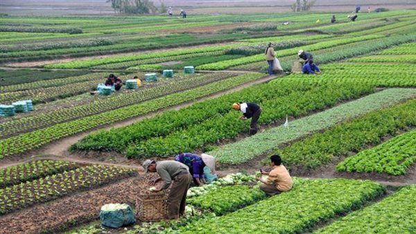 صادرات مصر الزراعية ترتفع 15% خلال النصف الأول من 2021