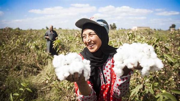 قطاع الأعمال: بيع 1.185 مليون قنطار في مزادات القطن بـ6 مليار جنيه 