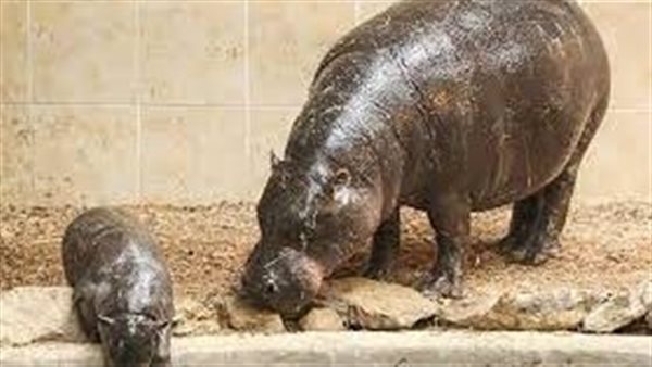 علماء يستخدمون الذكاء الاصطناعى لمحاكاة معارك بين المخلوقات الشرسة