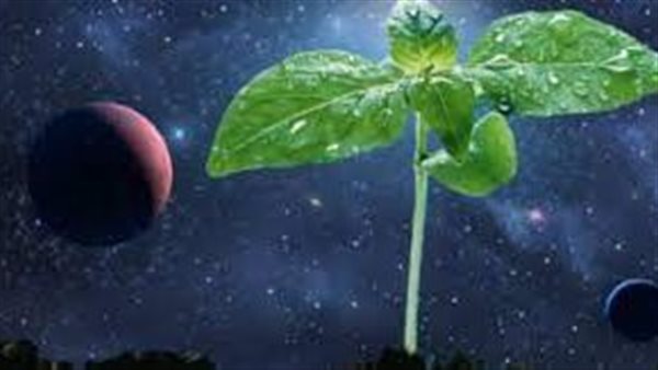 رواد فضاء صينيون يقومون بزراعة الخضراوات في الفضاء