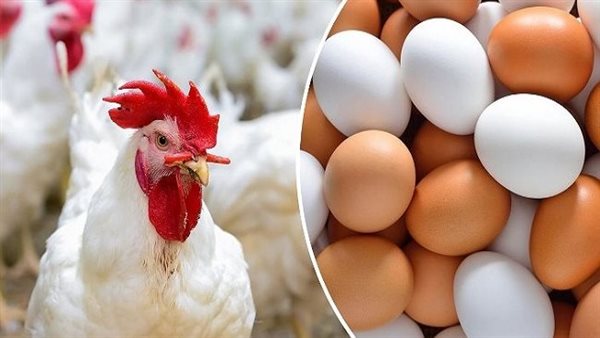 أسعار الدواجن والبيض اليوم الأحد 12-11-2023