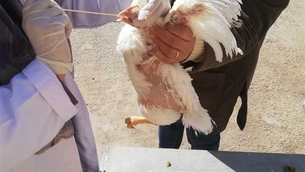 الحكومة توضح حقيقة ظهور سلالة جديدة من أنفلونزا الطيور في المحافظات 