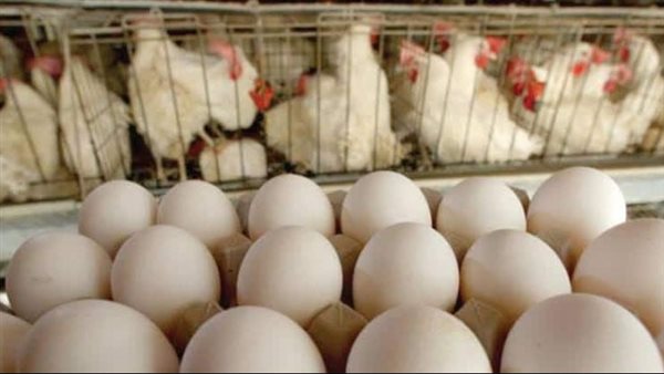 أسعار الفراخ والبيض اليوم الثلاثاء 14-11-2023