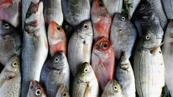 أسعار الأسماك اليوم الثلاثاء 19-12-2023