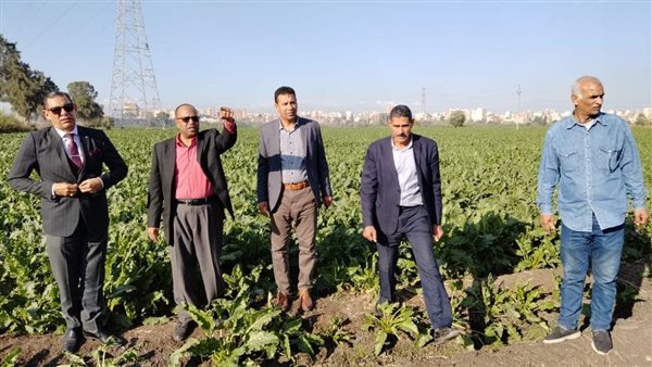 الزراعة تكثف جهودها لمتابعة موسم زراعة القمح وتوفير التقاوى الجيدة 