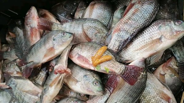 أسعار الأسماك اليوم الأحد 24-12-2023