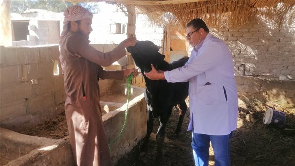 «بحوث الصحراء» ينظم قوافل بيطرية في الطور ونويبع