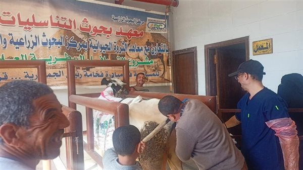 الزراعة: معهد التناسليات الحيوانية ينظم قافلة بيطرية مجانية في محافظة أسيوط 