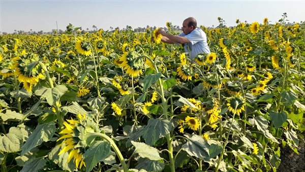 الزراعة: المركزية لفحص واعتماد التقاوى تتابع حقول تقاوى المحاصيل الاستراتيجية خلال العيد