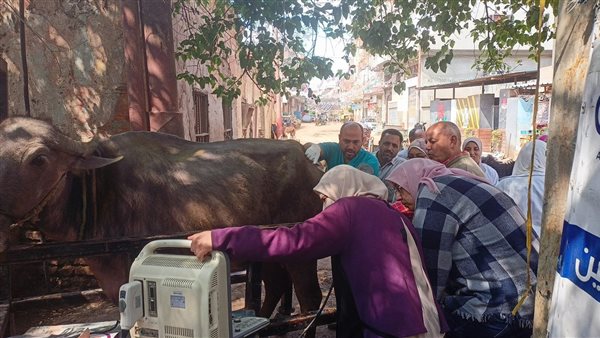 الزراعة: التناسليات الحيوانية ينظم قافلة بيطرية مجانية بالبحيرة في إطار مبادرة حياة كريمة