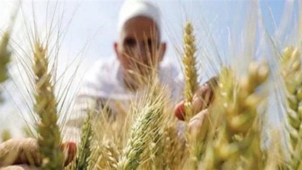 الزراعة: المركزية لفحص واعتماد التقاوى تتابع العمل في حقول إنتاج تقاوي المحاصيل الاستراتيجية