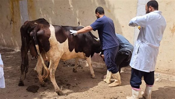 الزراعة: البحوث الزراعية ومصر الخير يطلقان حملة قوافل بيطرية لعلاج مواشي صغار المربين مجانا