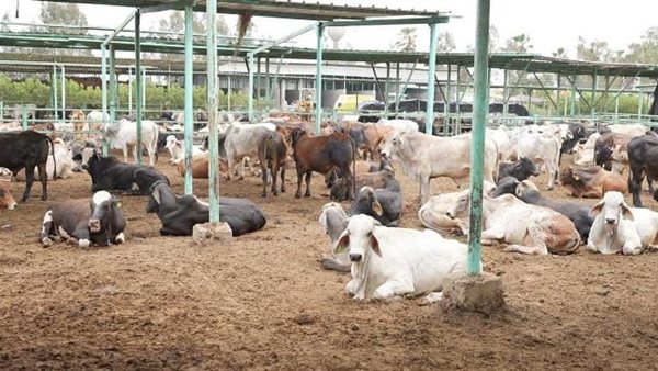 مصر الخير تطلق حملة صك الأضحية رسميًا للعام العاشر علي التوالي