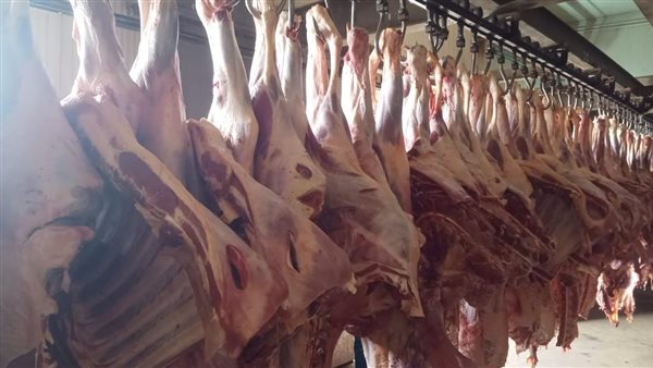 التموين تواصل طرح الأضاحي.. والكندوز ب ٢٨٥ والضأن البلدى ٣٦٠ والمجمد ٣٣٥ والهندى المجمد ٢٢٠ جنيه