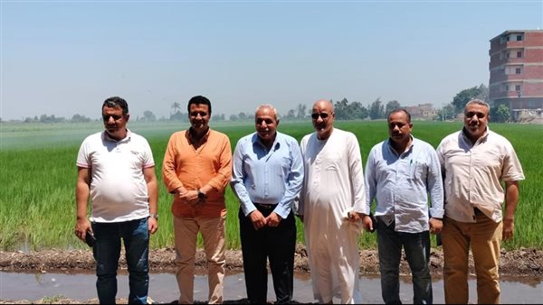 الزراعة: البحوث الزراعية تتابع الحقول الإرشادية والمحاصيل الصيفية والمراكز الإرشادية بالغربية